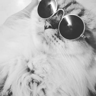 Image of a cat
